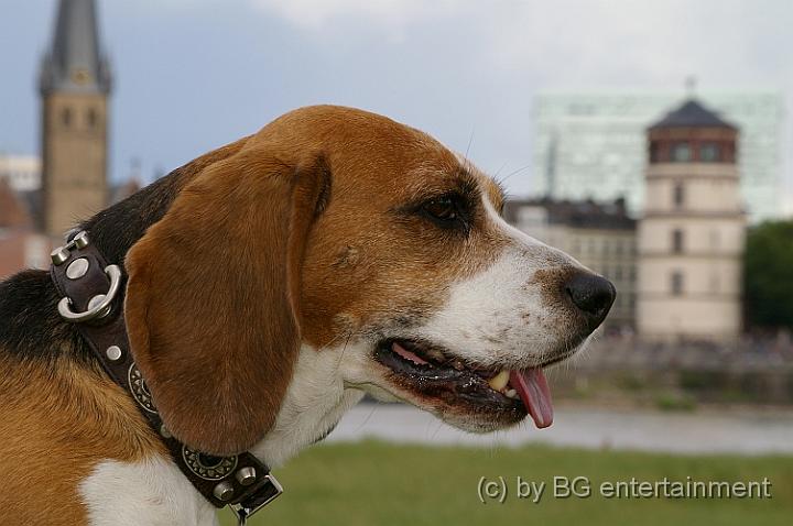 20070616.jpg - Düsseldorf-Beagle mit Schlossturm und Lambertus im Hintergrund