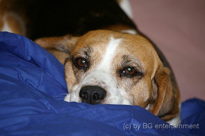 IMGP1818.jpg - Mit Herrchen im "Daybed" auf der Terrasse...