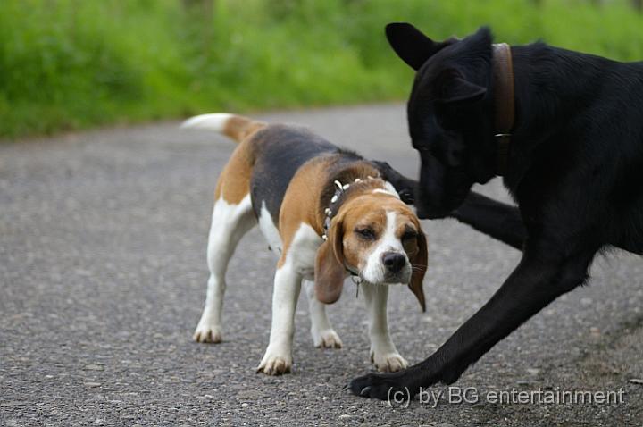 IMGP2000.jpg - Cora und Negra
