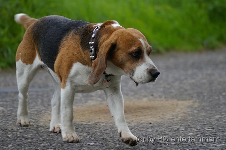 IMGP2028.jpg - Huhu, wohin des Weges, holde Maid?!
