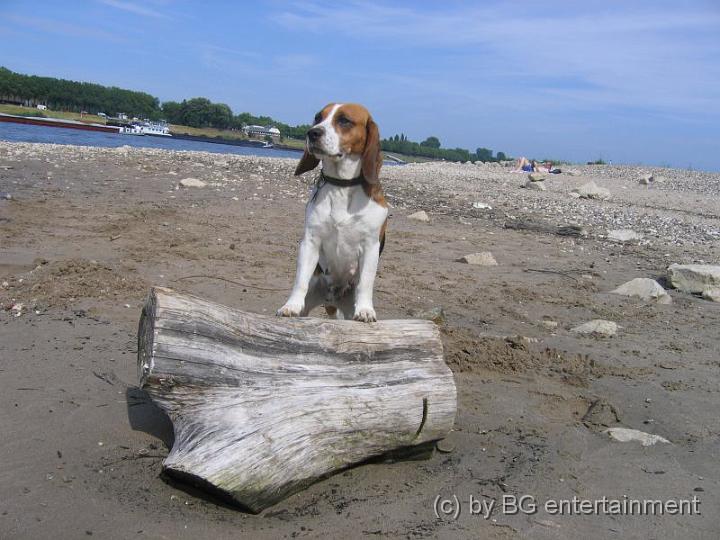 photo04.jpg - 26.06.2005 Cora als Seefahrerhund (aber wasserscheu!)