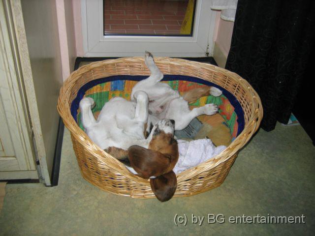 photo08.jpg - 02.06.2005 Herrchen hat's geschafft und unfallfrei fotografiert (mit telefonischer Anleitung, wohlgemerkt *g*)
