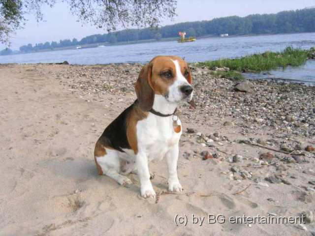 photo11.jpg - 16.05.2005 frühmorgens am Sandstrand in Lörick