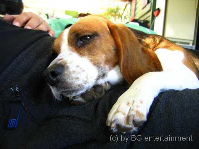 photo14.jpg - 03.04.2004 Herrchen's Bein gibt ein gutes Kopfkissen ab - boah, is dat gemütlich!