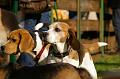 2009-10-18_Beagletreffen