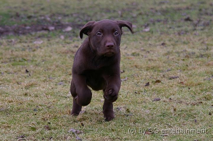 IMGP3582.jpg - Galopper der Jahres?