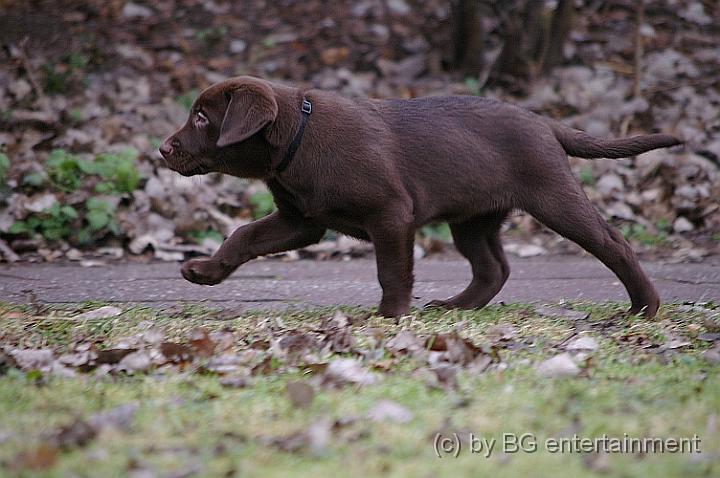 IMGP3605.jpg - ein Vorsteh-Hund?! Oder doch spanischer Schritt?