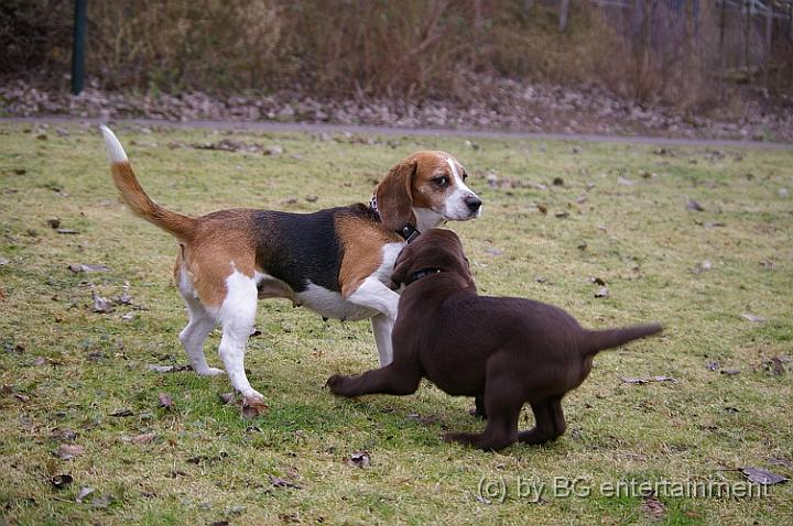 IMGP3606.jpg - Und nun war Cora dann auch (schon) animiert....