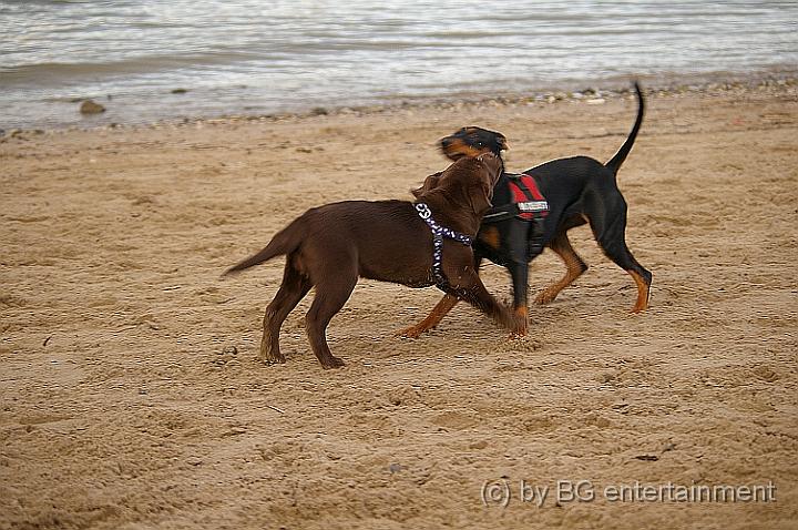 IMGP3723.jpg - .. und dann kam Luzie, das Deutsche Pinscher-Mädchen (8 Monate)