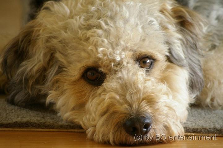 IMGP4984.jpg - Der Momohund