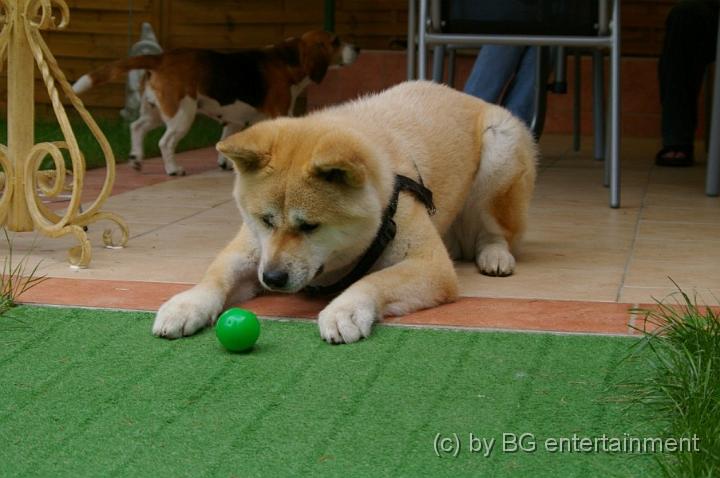 IMGP5055.jpg - Hä? Ball? ... aber der rollt doch von selbst da runter!
