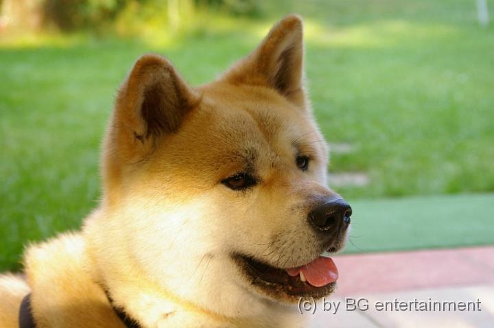 IMGP5104.jpg - Bidanchi in the sunlight