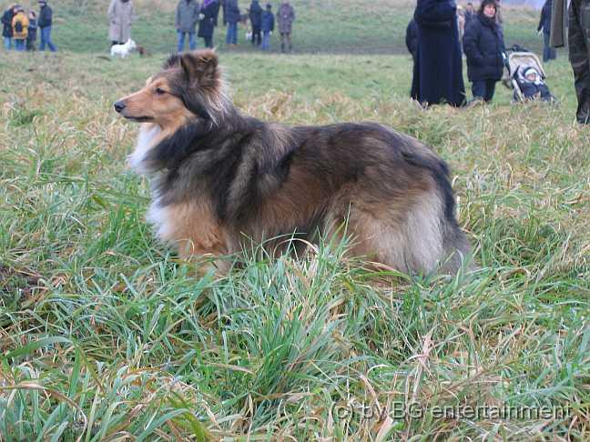 11.jpg - Ein Sheltie
