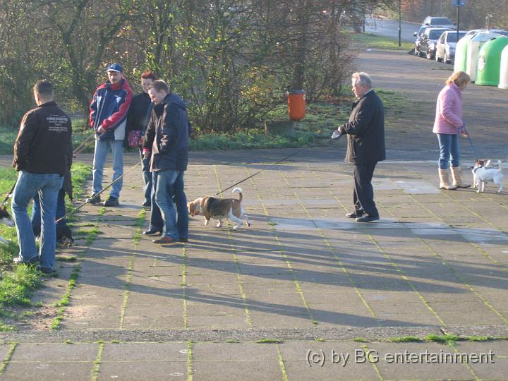 IMG_0001.jpg - Beagle Romy - knapp 2 Jahre alt.....