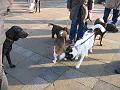 IMG_0004