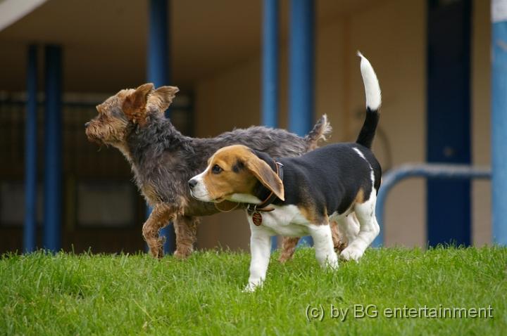 IMGP2307.JPG - Beaglechen
