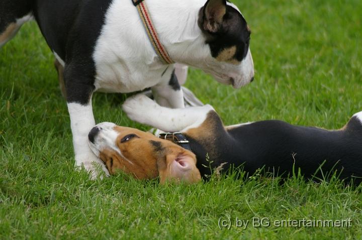 IMGP2421.JPG - ... und Beaglebaby rauft wieder