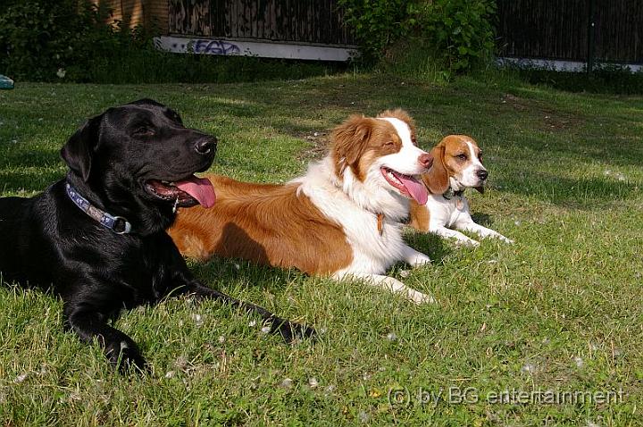 IMGP0026.jpg - Trio Infernale - Aiko, Luna und Cora