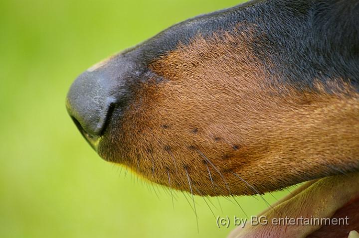 IMGP1380.jpg - Murphys Nase