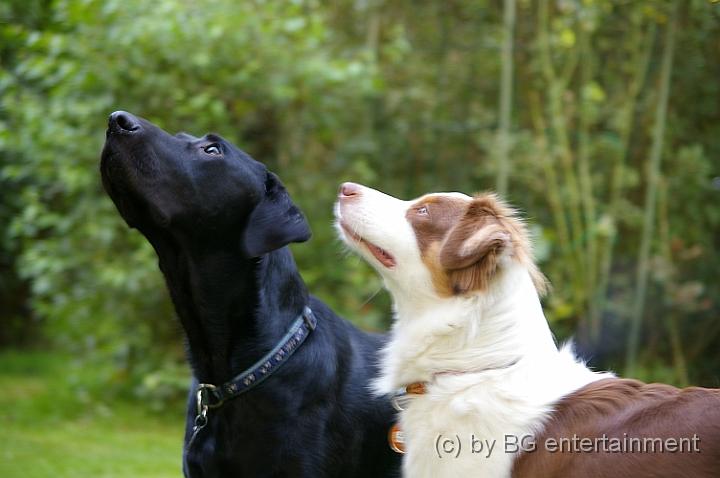 IMGP2274.jpg - Luna und Aiko - wo ist das Leckerchen?!?!?