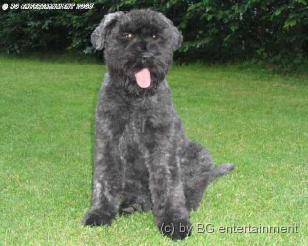 photo07.jpg - Nikita, Bouvier des FlandresNikita hat diese Welt am 5.Januar 2008 im Alter von nur 4 Jahren verlassen...