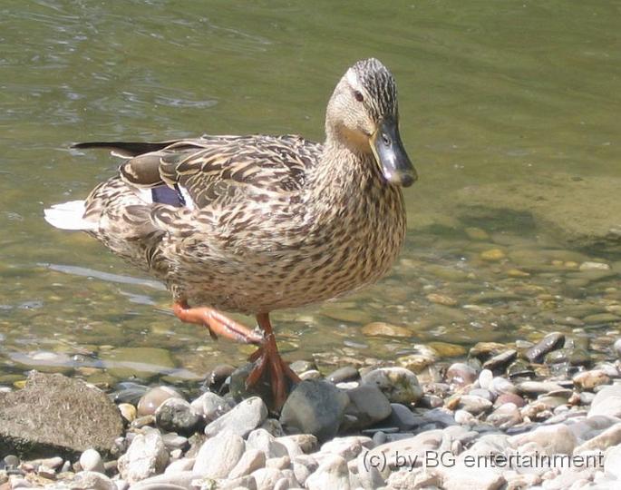 Ente01.jpg