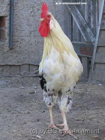 Hahn01.jpg