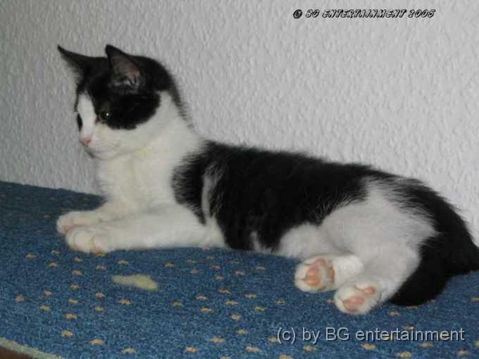 Katze01.jpg