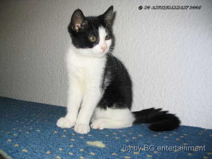 Katze02.jpg