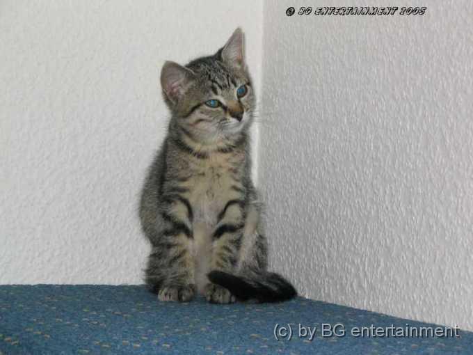 Katze03.jpg