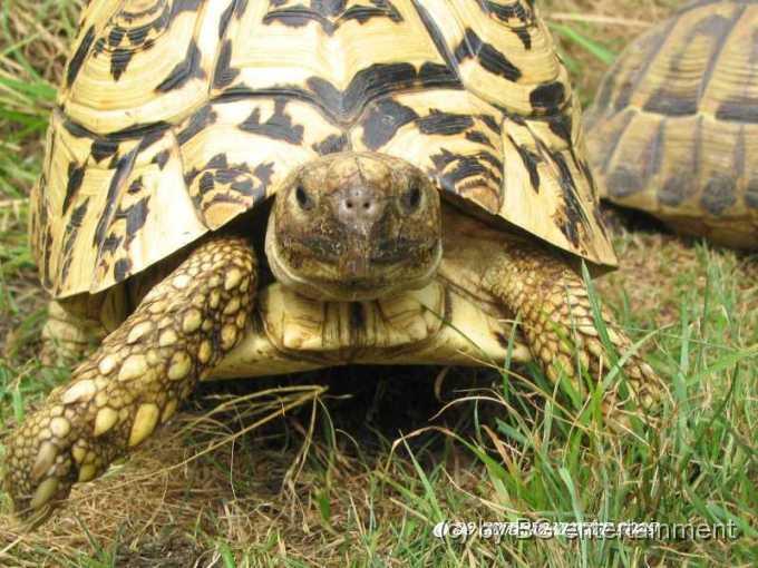 Schildkroete02.jpg