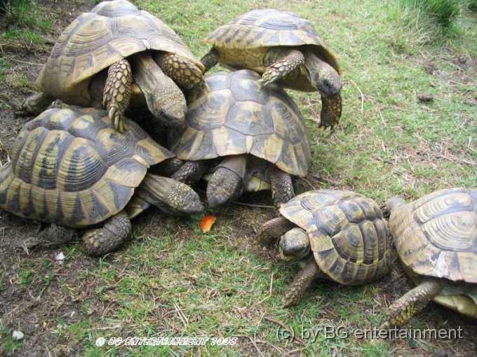 Schildkroete04.jpg
