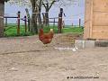Huhn01