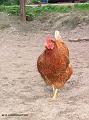 Huhn02