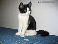 Katze02