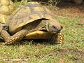 Schildkroete01