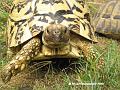 Schildkroete02