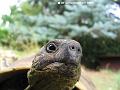 Schildkroete03