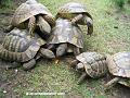 Schildkroete04