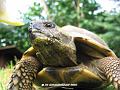 Schildkroete05
