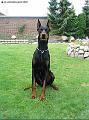 Hunde